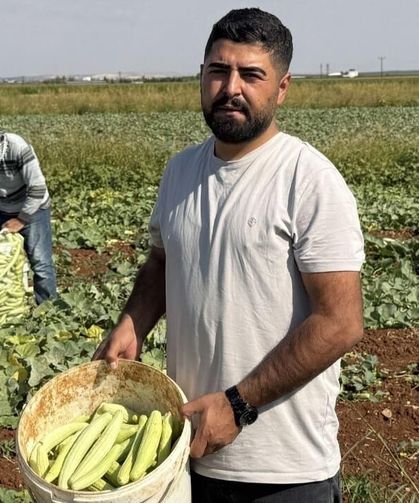 Gaziantep'te turşuluk acur hasadı başladı! Tarlada kilosu 20 TL'den satılıyor