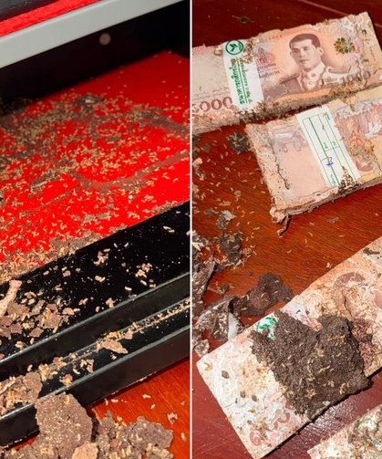 Kasayı açınca hayatının şokunu yaşadı! 1,4 milyon TL’lik birikimini böcekler kemirdi
