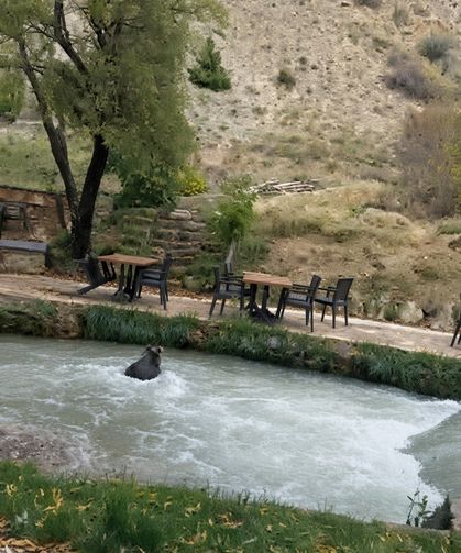 Restoran bahçesine ayı girdi! Çalışanları görünce su kanalına atlayıp kaçtı