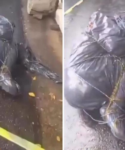 Siyah poşetlere sarılmış 6 ces*t bulundu