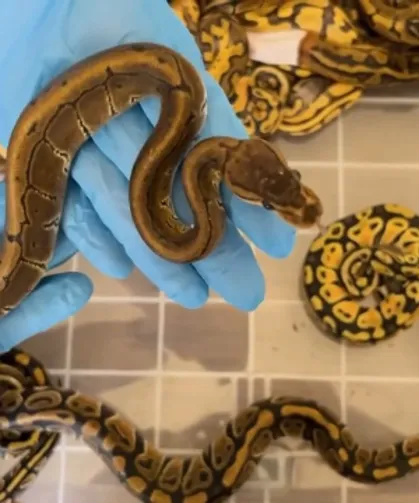 Türkiye’ye Sokmak İstediler! 67 Piton Gümrükte Yakalandı