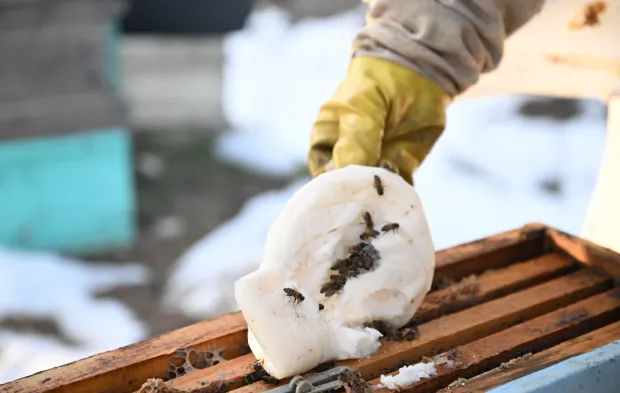 Depremde arılarını kaybeden Ramazan Say üretime geri döndü