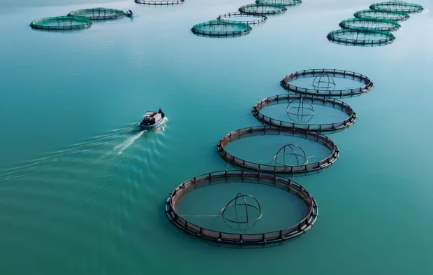 Kahramanmaraş'ta somon ve alabalık üretimiyle bölge ekonomisine katkı