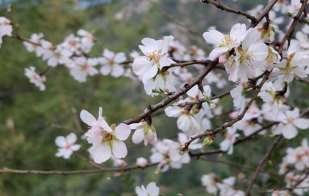 Şubat ayında badem ağaçları çiçek açtı