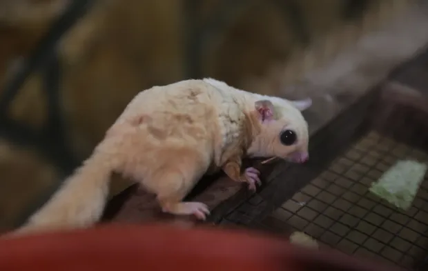 El Konulan 33 Şeker Planörü Antalya Doğal Yaşam Parkı’nda