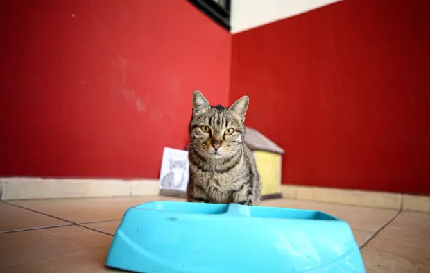 Lisede Derslere Giren Kedi Pakize Okulun Maskotu Oldu