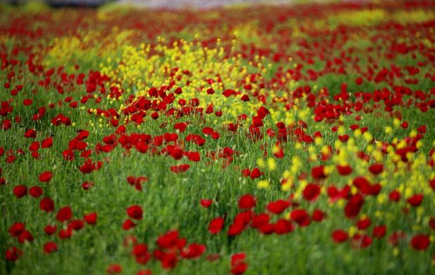 Baharın en güzel karesi! Gelincik çiçekleri açtı, toprak kırmızıya büründü.