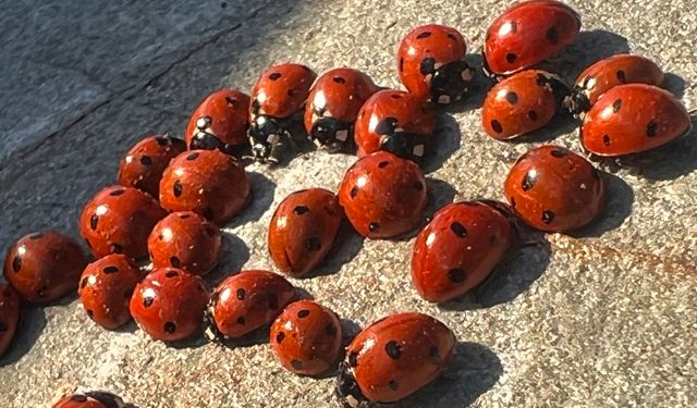 Uğur böceklerinin görsel şöleni başladı  
