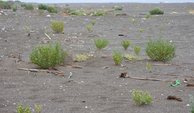 Kumsalda 200 çeşit bitki