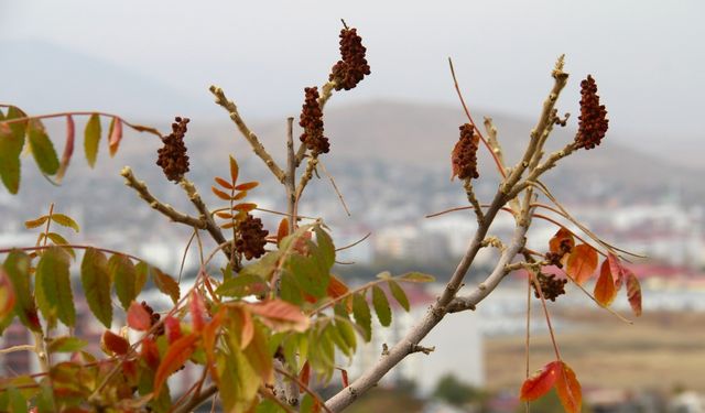 Sumak ekşisi Kahramanmaraş'ta yapılmaya başlandı   