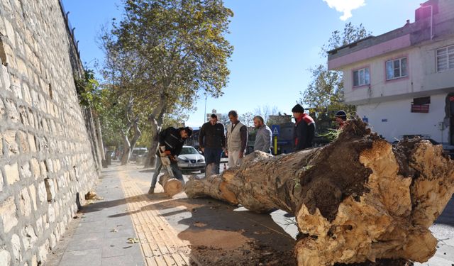  Kahramanmaraş'ta şiddetli rüzgar ağaçları kökünden söktü, çatıları uçurdu   