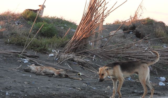 Otomobilini köpeğin üzerine sürdü