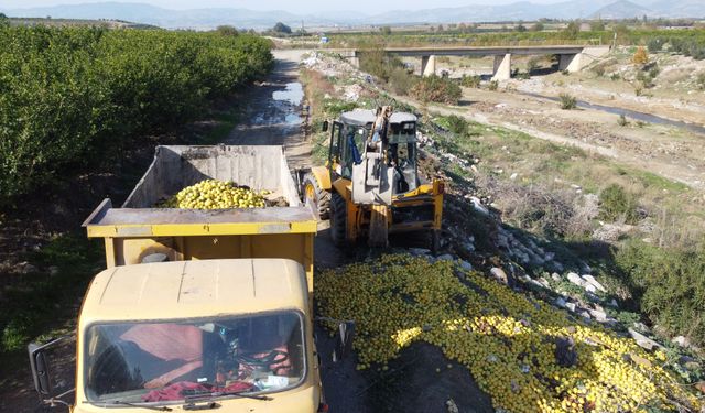 Dere yatağına dökülen tonlarca limon imha edildi   