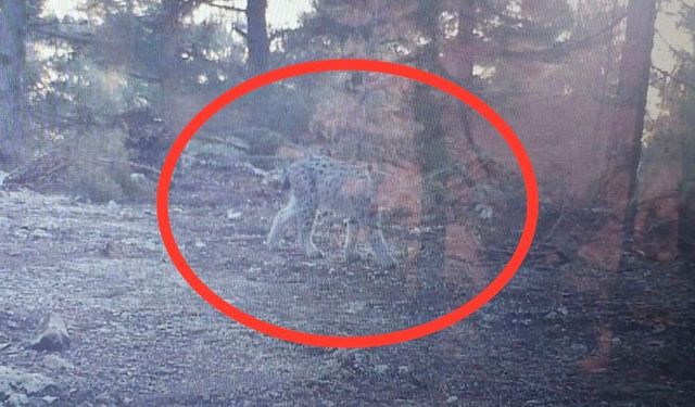 Nesli tükenmekte olan vaşak fotokapanla görüntülendi