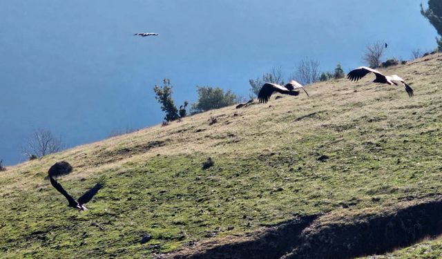 Kahramanmaraş'ta nesli tükenmekte olan akbabalar görüntülendi