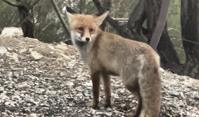 Kahramanmaraş'ta tilki kameralara yakalandı  