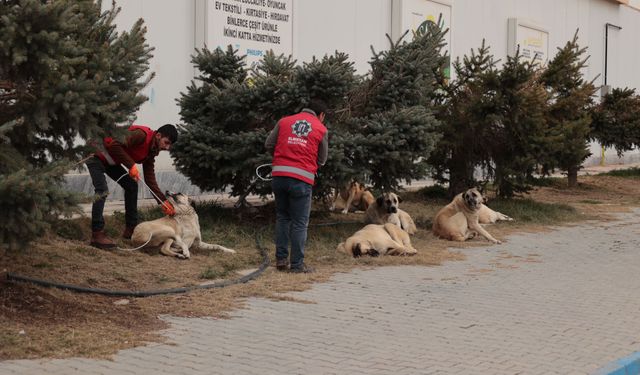 Sokak köpekleri rehabilite edilmek üzere barınağa götürülüyor