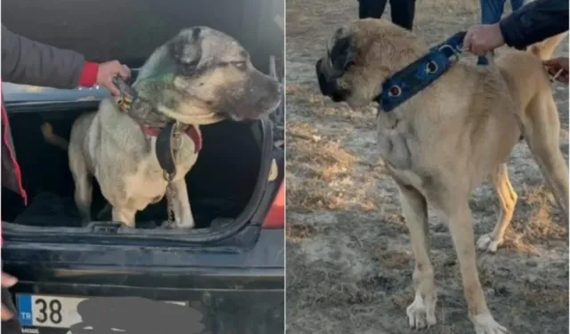 Kahramanmaraş'ta Köpek dövüştüren şahıslara 33 bin TL para cezası uygulandı   