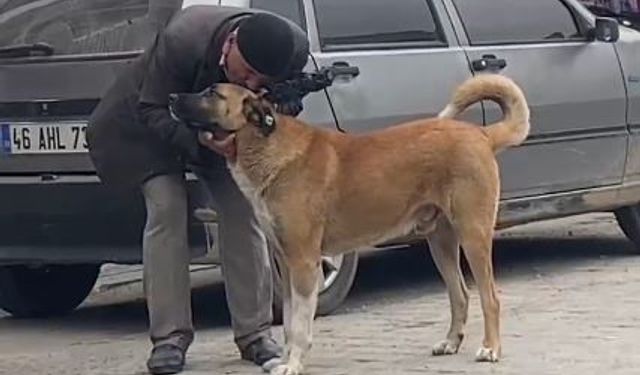 Yaşlı vatandaşın sokak köpekleri ile diyaloğu ilgi çekti