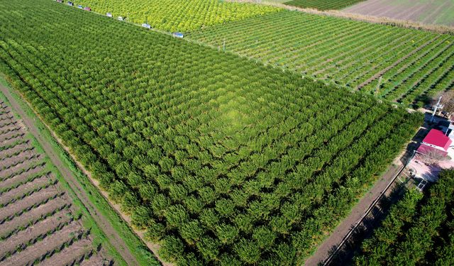 Adana’da mandalina hasadı devam ediyor  