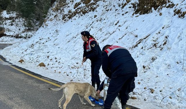 Jandarma, kış şartlarında sokak hayvanlarını unutmadı   