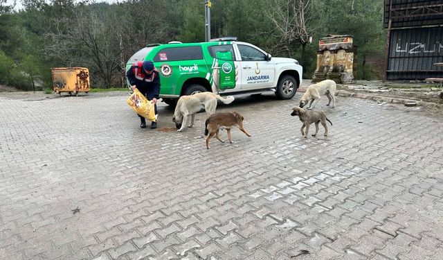 Jandarma sokak hayvanlarını besledi 