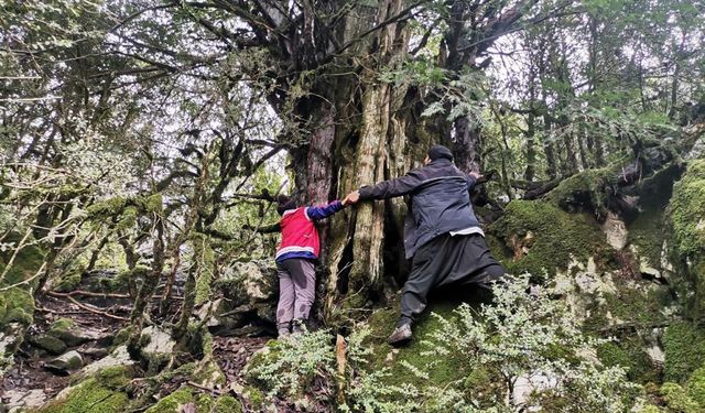 Kahramanmaraş'ta Porsuk ağaçlarının koruma altına alınmasını istediler