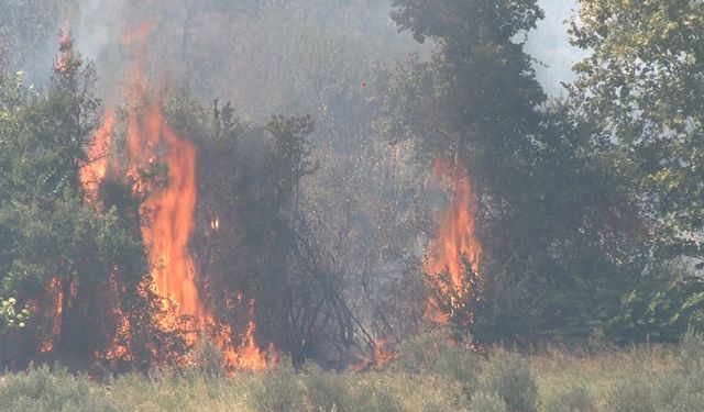 2 duvar arasında ölümü bekleyen yavru köpekleri yaşama tutundurdular