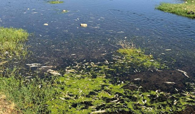 Balık ölümlerine neden olan fıstık ve zeytin yağı tesisine ceza