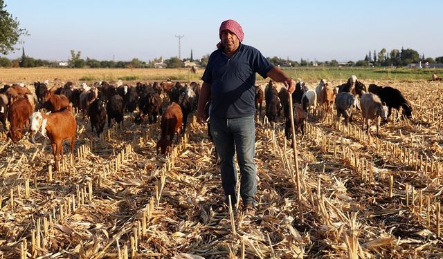 Çobanların kavurucu sıcakta zorlu mesaisi, yüksek maaş talebi çoban bulmayı zorluyor