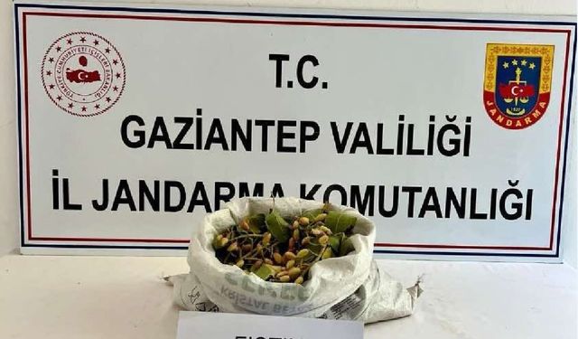 Fıstık hırsızlığına jandarmadan suçüstü: 3 tutuklama