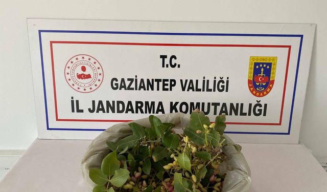 Gaziantep'te 515 kilo Antep fıstığı çalan 2 şüpheli suçüstü yakalandı