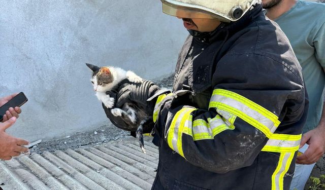 İskenderun’da binanın havalandırma boşluğuna düşen yavru kedi kurtarıldı