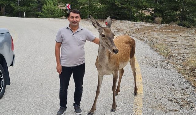 Salda Gölü çevresine bırakılan kızıl geyiklerin yavrusu beslenirken görüntülendi