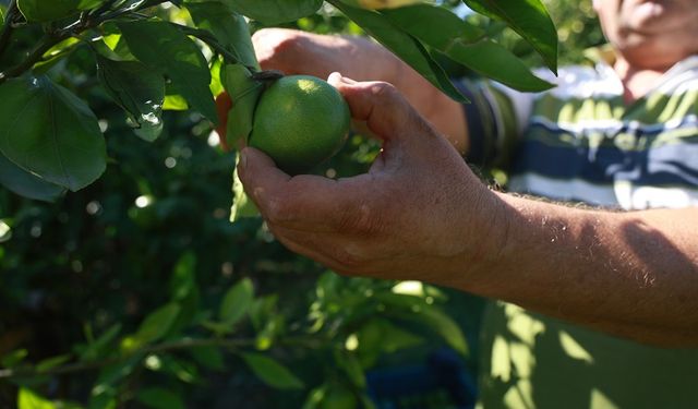 Erkenci mandalina hasadında çalışacak işçi bulamayan bahçe sahibi, 10 dönümlük bahçesinde hasada tek başına başladı