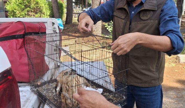 Yaralı bulunan kızıl şahin tedavi edilerek doğaya salındı