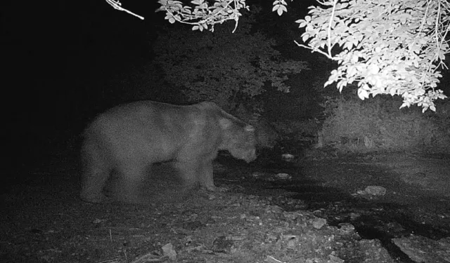 Fotokapana önce ayı sonra domuz sürüsü yakalandı