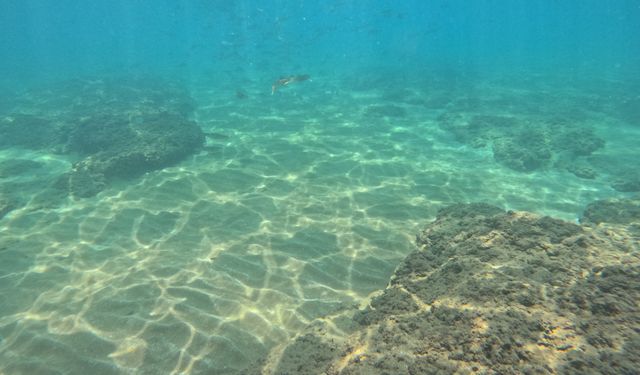 Deniz suyundaki sıcaklık artışı Akdeniz'de tür değişimini hızlandırıyor