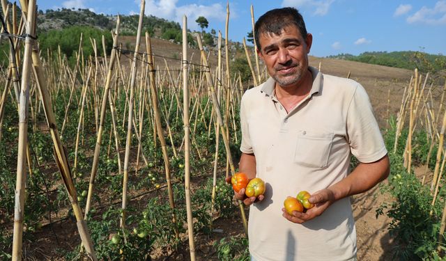 Muhtar dağlık ve susuz mahallede domates yetiştirdi.