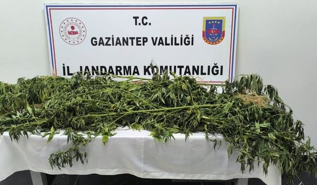 Gaziantep'te 214 kök Hint keneviri ele geçirildi