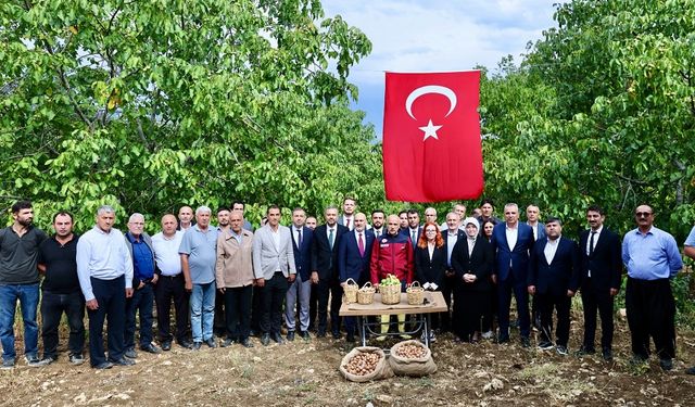 Onikişubat'ta Ceviz Hasadı Şenliği