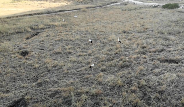 Kahramanmaraş'ta Söğüt Yaylası'ndaki Leyleklerin Göçü Başladı