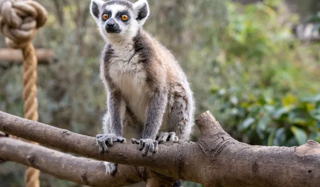 Lemur Türlerinin Korunmasına Farkındalık Yaratıldı