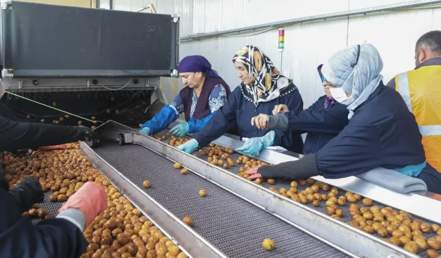 Yerli Cevizde Hasat Sezonu Başladı: 60 Bin Ton Rekolte Bekleniyor