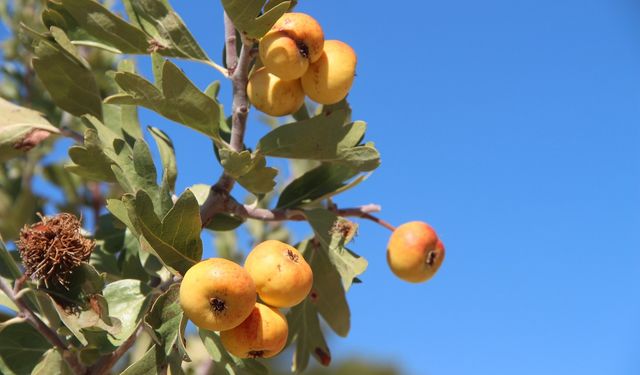 Alıçta hasat başladı