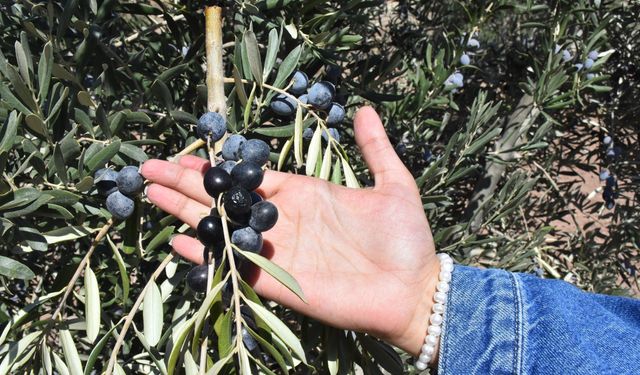 Beş Yıl Önce Dikilen Zeytin Fidanları İlk Hasatla Bereket Getirdi