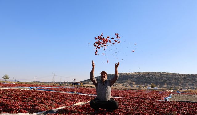 Kahramanmaraş’ın Tescilli Acı Biberinde Hasat Zamanı Başladı