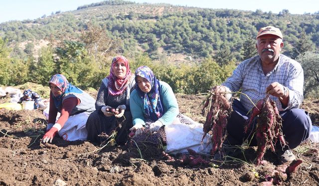 Ezberlerdeki patates algısını bozan tatlı patateste hasat zamanı