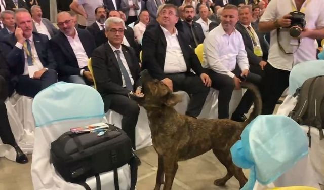 Fuar alanına girip dron kovalayan köpek gülümsetti