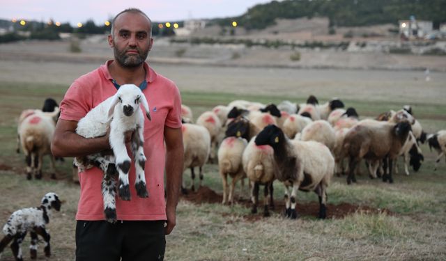 Hayvan Yetiştiricileri Çobanlığı da Üstleniyor